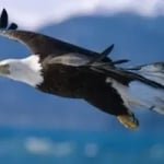 Rádio Águia Cristã